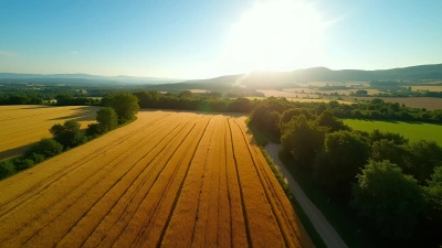 Aerial View of Green Trees and Wheat Fields