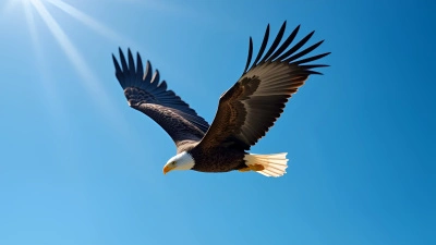 American Bald Eagle Soaring In Clear Blue Sky