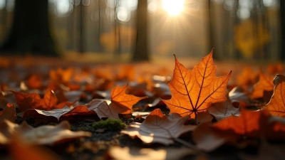 Autumn Leaves Close-Up On Forest Floor