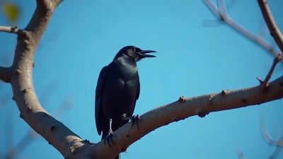 Black Bird Perched on Tree Branch in Daylight