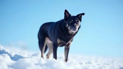 Black Dog Standing Alert on Snow