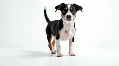 Black And White Small Dog Standing Alert
