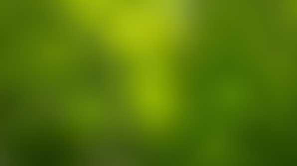 A vibrant black and yellow bird perched on a slender tree branch with a softly blurred natural background
