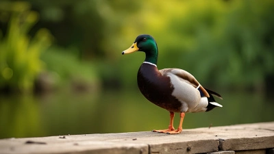 Black And Yellow Duck On Wooden Plank