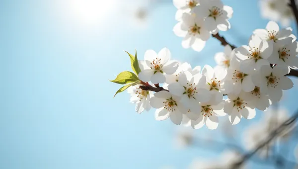 Blooming White Plum Tree In Spring