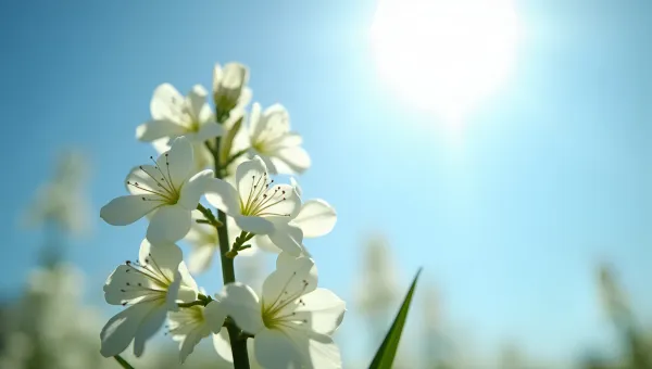 Bright White Flowering Plant Against Blue Sky