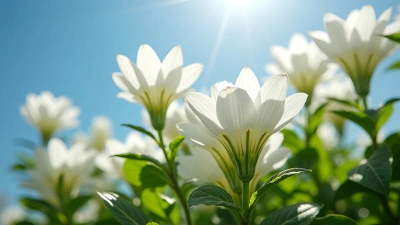 Bright White Petaled Flowers in Daylight