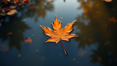 Brown Autumn Leaf Floating on Calm Pond