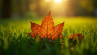 Brown Autumn Leaf On Green Grass