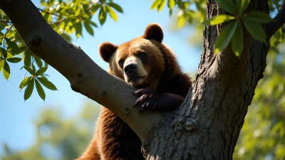 Brown Bear Resting on Tree Branch in Daylight
