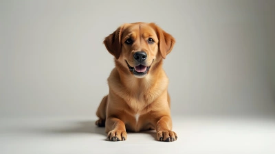 Brown Dog Sitting Calmly On White Surface