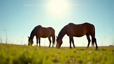 Brown Horses Grazing in Sunlit Green Field