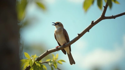 Brown and White Bird Perched on Branch in Sunlight