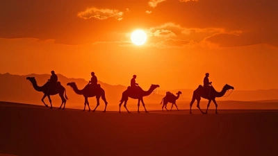 Camel Silhouettes Walking Across Desert Dunes