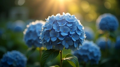 Close-Up Hydrangea Flowers With Dramatic Lighting