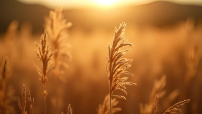 Close-Up Macro Of Dried Brown Grass