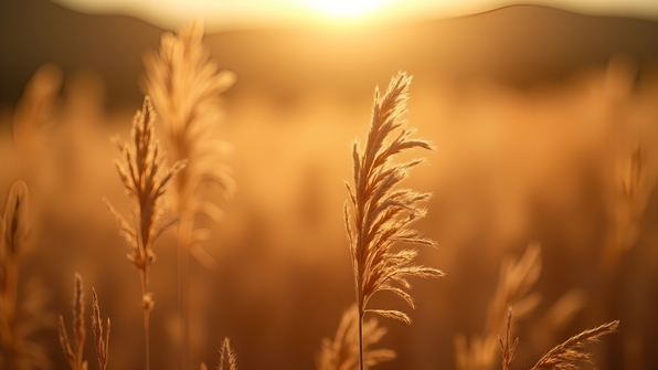 Close-up macro of dried brown grass blades showing detailed textures and warm sunlight tones