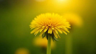 Close-Up Macro Shot Of Vibrant Dandelion Flower