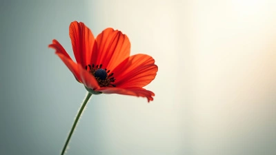 Close-Up Vibrant Red Flower Minimalist Image