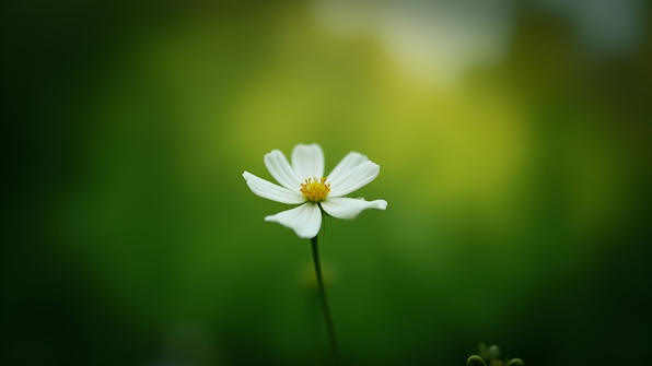 Close-up of a single white flower with delicate petals in sharp focus against a softly blurred green natural background