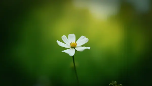 Close-Up White Flower With Delicate Petals