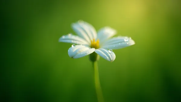 Close-Up White Flower With Soft Green Background