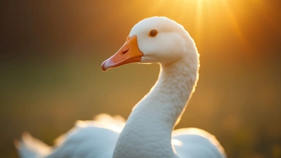 Close-Up White Goose With Bright Orange Beak