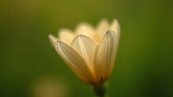 Close-up of a delicate beige flower with soft petals and subtle texture against a blurred green background