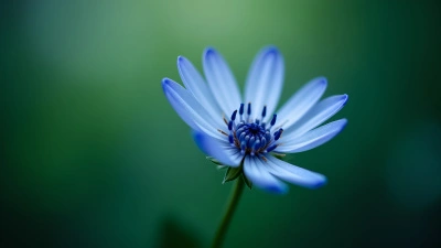 Delicate Blue And White Flower Close-Up
