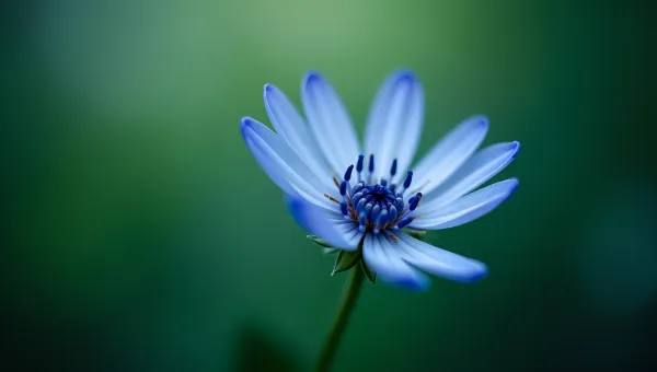 Delicate Blue And White Flower Close-Up
