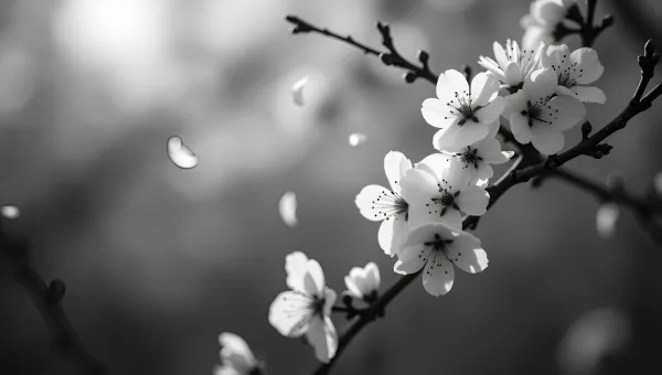Delicate Cherry Blossom Branches In Grayscale