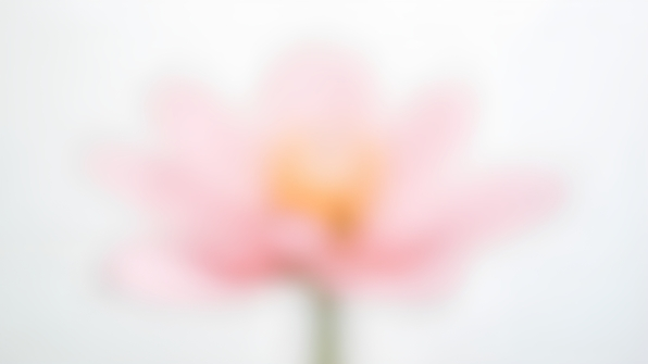 Close-up of a delicate pink-petaled flower with soft textures on a clean white background