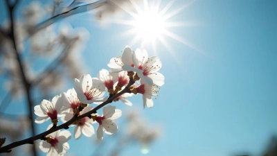 Delicate White Blossoms on Sunlit Tree Branch