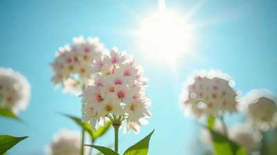 Delicate White Pink Cluster Flowers Blooming