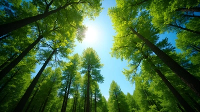 Dense Forest Of Tall Lush Trees Landscape