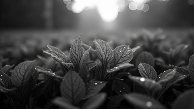 Detailed Textures And Veins Of Plant Leaves