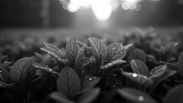 Detailed Textures And Veins Of Plant Leaves