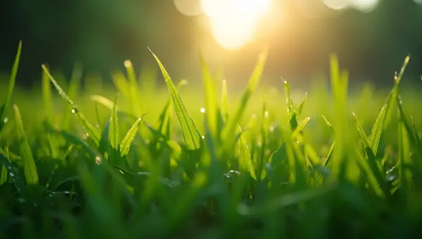 Dewy Green Grass Blades Macro Shot