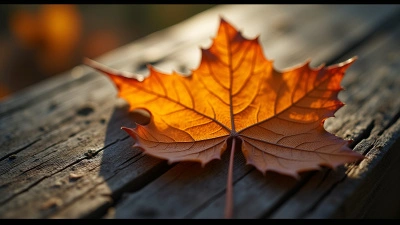 Dried Autumn Leaf Close-Up With Veins