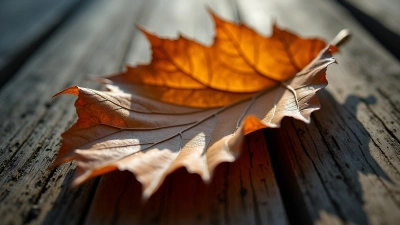 Dried Brown Leaf Close-Up On Wood