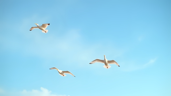 Elegant white birds soaring gracefully in a clear blue sky with soft wispy clouds