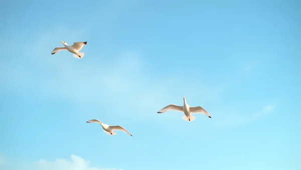 Elegant White Birds Soaring In Blue Sky