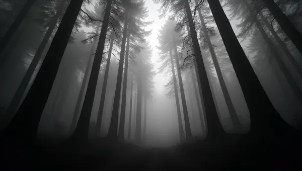 Fog-Covered Forest With Silhouetted Trees