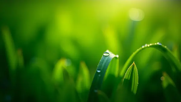 Fresh Green Leaves With Water Droplets