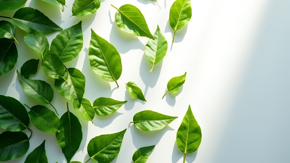 Close-up of fresh green leaves scattered on a white background highlighting natural textures and vibrant colors