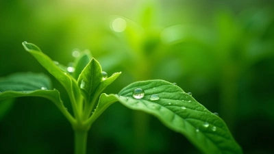 Fresh Water Droplets On Green Leaves