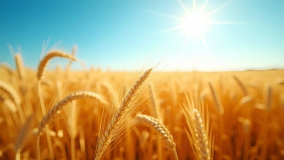 Golden Wheat Field Under Clear Blue Sky