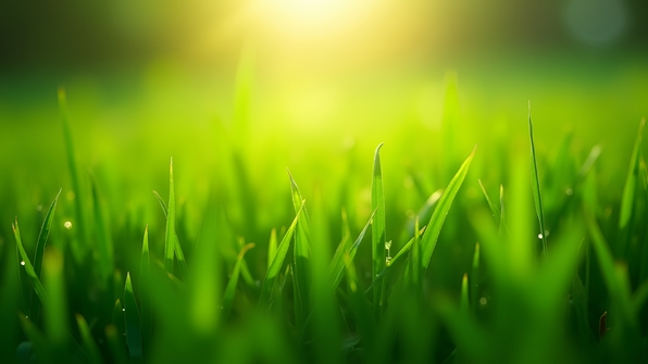 Vibrant green grass field with dew drops sparkling under bright sunlight in sharp focus