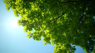 Green-Leafed Tree With Dense Foliage Under Blue Sky