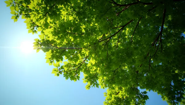 Green-Leafed Tree With Dense Foliage Under Blue Sky